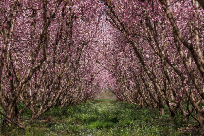 Μαγικές στιγμές ανάμεσα στις ανθισμένες ροδακινιές της Βέροιας / εικόνα : protothema.gr