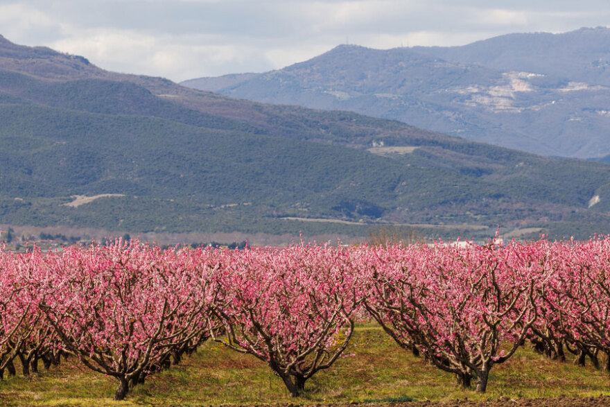 Μαγικές στιγμές ανάμεσα στις ανθισμένες ροδακινιές της Βέροιας / εικόνα : protothema.gr