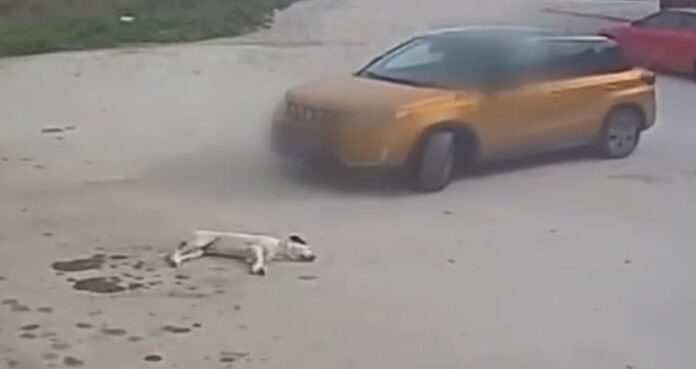 Ο οδηγός που πάτησε σκύλο με το αυτοκίνητό του στη Θεσσαλονίκη και τον εγκατέλειψε έχει ταυτοποιηθεί