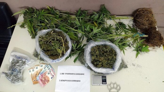 Τρεις άνθρωποι συνελήφθησαν στη Θεσσαλονίκη για καλλιέργεια κάνναβης - Πάνω από 2,7 κιλά σε ναρκωτικά